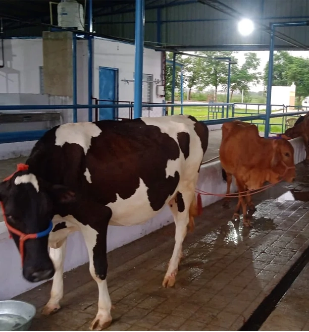 Photo of Sharma Dairy & Organic Farm