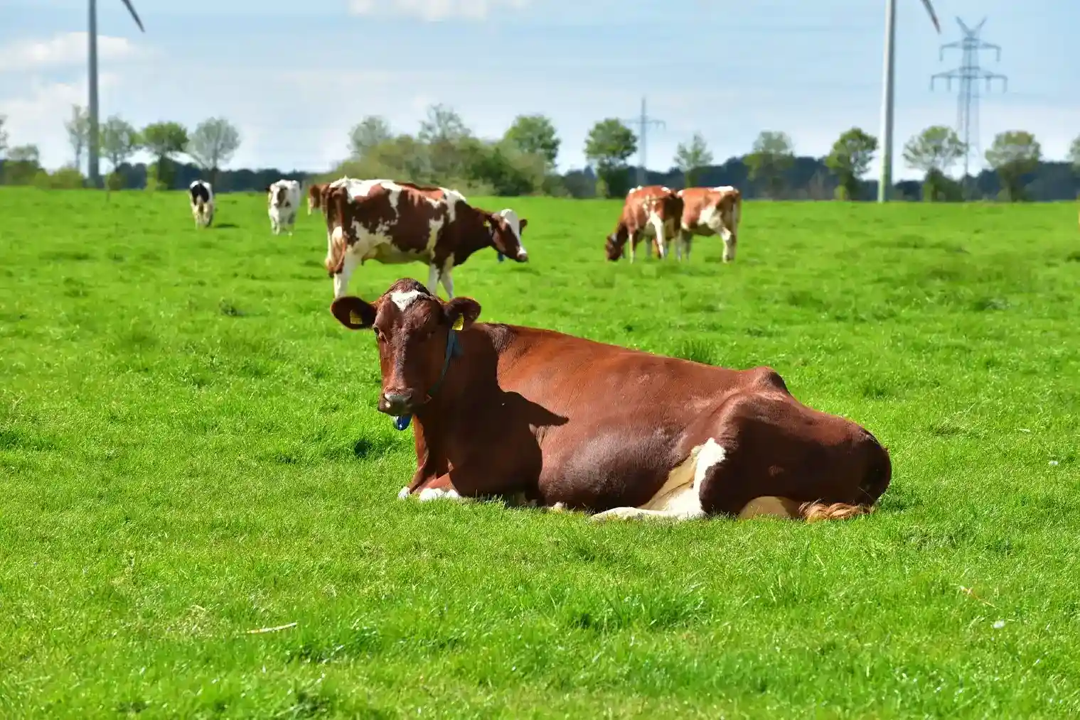 Verified Gwaalas organic dairy farm and cattle